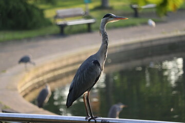Grey Heron in Dublin