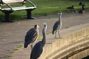 Grey Heron in Dublin