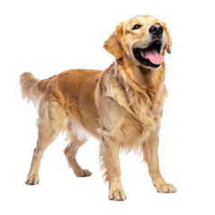 A happy golden retriever standing proudly with its tongue out, showcasing its friendly demeanor. cut out. transparent background