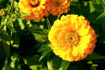 Beautiful chrysanthemum flowers in garden