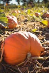 Large orange pumpkin is resting on soil among fallen leaves in flat design, showing ridged surface