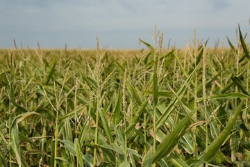 Field crops on a sunny day