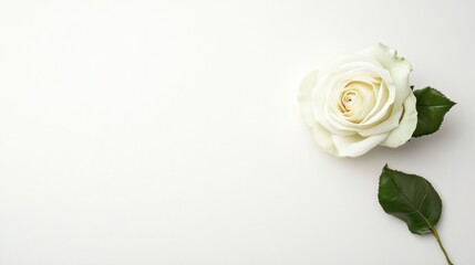 Fototapeta premium White rose elegant floral design