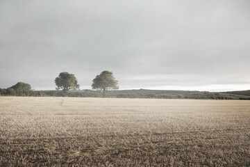 Two deciduous trees are standing in flat design rural landscape with harvested stubble and hedgerow