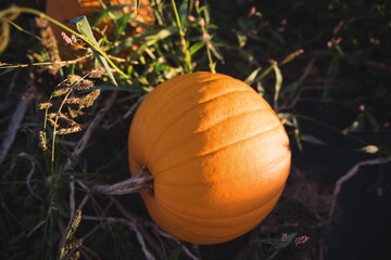 Flat design orange pumpkin is resting in garden soil with vine stems and grassy weeds