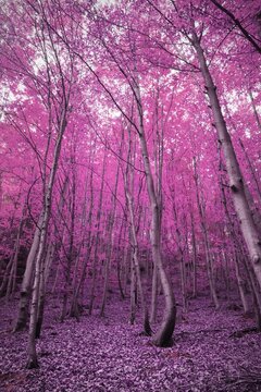 Fototapeta Vertical image of pink blossoming trees in a forest, with copy space