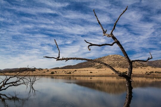Fototapeta Gnarled tree trunk is standing at water edge in flat design with calm lake, rolling hills