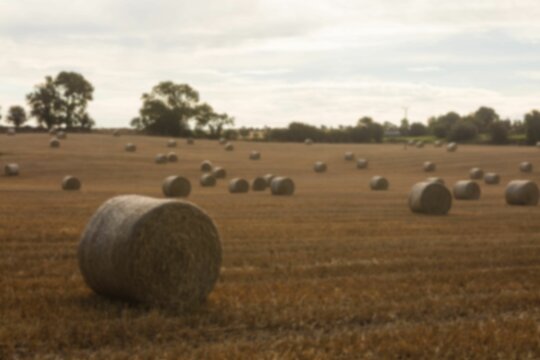 Fototapeta Hay bales on agricultural field