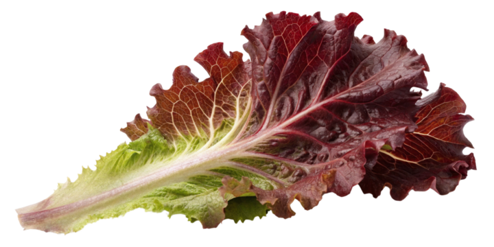 Red Leaf Lettuce Single Leaf, Isolated on Transparent Background, Vegetable, Food Photography, Fresh Produce, Lettuce, Leaf, Ingredient