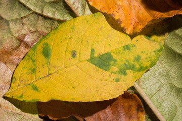 Fototapeta premium Colorful leaves on ground