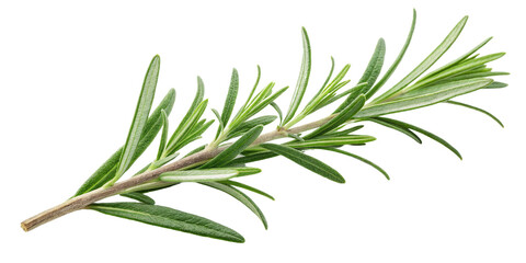 Obraz premium Rosemary Sprig, High-Resolution Image Isolated on Transparent Background, Culinary Herb, Botanical Illustration, Herb, Rosemary, Cooking