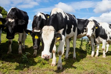 Fototapeta na wymiar Cows on grassy field against sky at farm