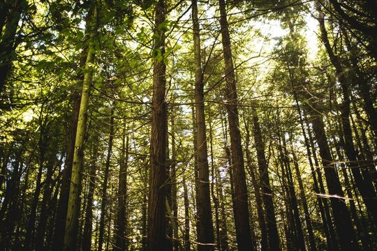 Fototapeta Tall coniferous trunks are rising in flat forest illustration, with pine needles and dappled light