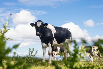 Black white dairy cow is standing on lush hillside pasture in flat design under cloudy sky © vectorfusionart