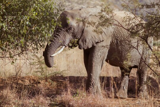 Fototapeta Elephant by trees on field