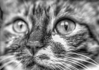 Funny cat face in black and white close up view