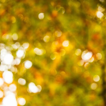 Fototapeta Defocused image of trees during autumn