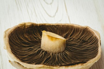Fresh mushroom on wooden table