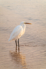 Great egret (Ardea alba), a medium-sized white heron fishing on the sea beach