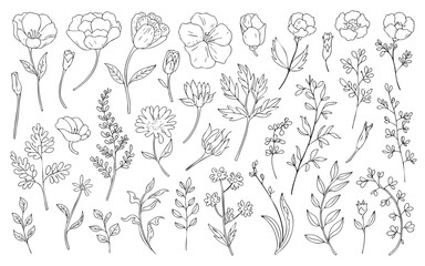 Fototapeta premium Botanical line art drawing of wild flowers and herbs for floral design and nature inspired illustrations 