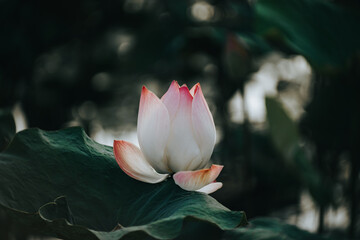 lotus