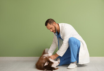 Veterinarian with cute Husky dog near green wall