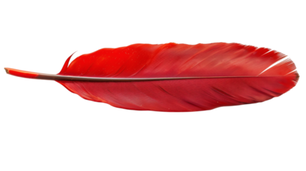 Soft red feather with delicate texture isolated on a white background