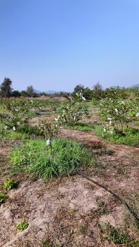 Pan from right to left. Field planted with numerous rows of young guava trees , around the base of the trees, an irrigation system, with black and blue pipes running along the rows, is visible.