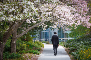 Professional walking under blooming trees, surrounded by nature beauty and tranquility