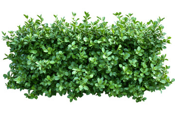 Obraz premium Lush Green Bush with Small Leaves on Isolated Black Background Stock Photo