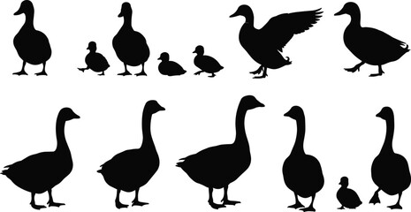 Silhouettes of ducks and ducklings vector set, walking and flying poses, black duck family graphic clipart, farm birds illustration, isolated animal figures collection