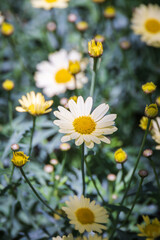 A Marguerite daisy with soft pale yellow petals. warm sunshine -  marguerite daisy, Paris daisy,...