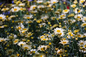 A Marguerite daisy with soft pale yellow petals. warm sunshine -  marguerite daisy, Paris daisy,...