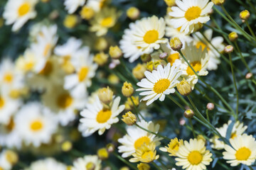 A Marguerite daisy with soft pale yellow petals. warm sunshine -  marguerite daisy, Paris daisy,...