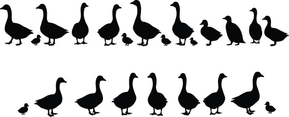 Silhouette illustration of duck and goose families, walking poses, adult and baby birds, farm animal vector collection, black nature wildlife icons on white background © Biplob Creatives