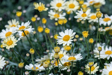 A Marguerite daisy with soft pale yellow petals. warm sunshine -  marguerite daisy, Paris daisy,...