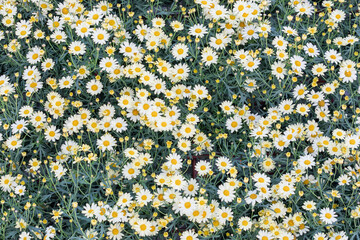 A Marguerite daisy with soft pale yellow petals. warm sunshine -  marguerite daisy, Paris daisy,...