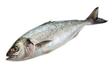 fish- isolated on white background png,ai generated