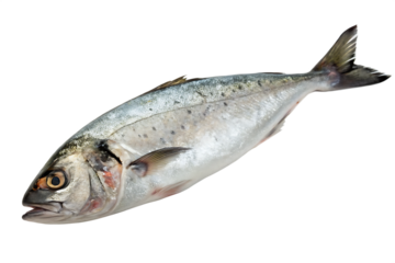 fish- isolated on white background png,ai generated
