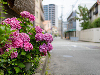 住宅街に咲くアジサイの花