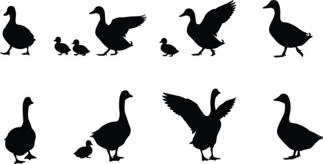Set of Duck and Duckling Silhouettes in Walking and Flying Poses, Wildlife Vector Illustration for Nature, Family Scene, Farm Animal Design, Graphic Art Use