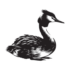 black duck isolated on white background