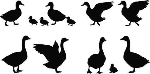 Duck family silhouette, mother duck with ducklings walking and flying, baby birds, vector illustration, wildlife black shape, nature animal collection, cute farm design