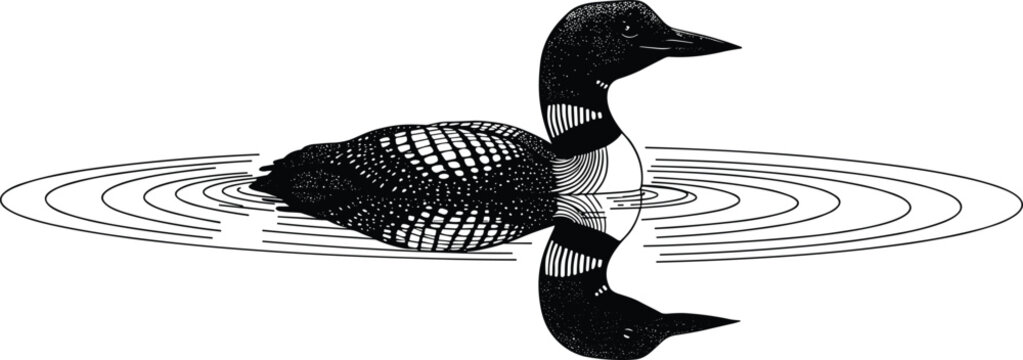 Loon Vector Images – Browse 2,093 Stock Photos, Vectors, and Video ...