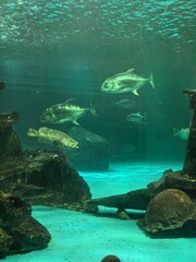 Diverse fish species swimming in a large underwater aquarium exhibit