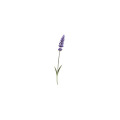 Fototapeta premium Elegant lavender stem illustration on white background, simple and refined.