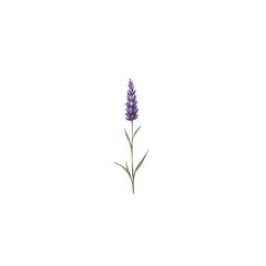 Naklejka premium Elegant lavender stem illustration on white background, simple and refined.