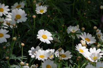 Obraz premium A Marguerite daisy with white petals. warm sunshine - marguerite daisy, Paris daisy, Argyranthemum frutescens
