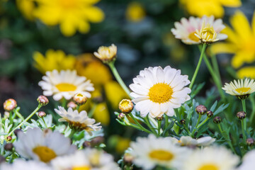 A Marguerite daisy with white petals. warm sunshine - marguerite daisy, Paris daisy, Argyranthemum frutescens