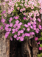 Beautiful pink and purple petunias blooming on a tree trunk